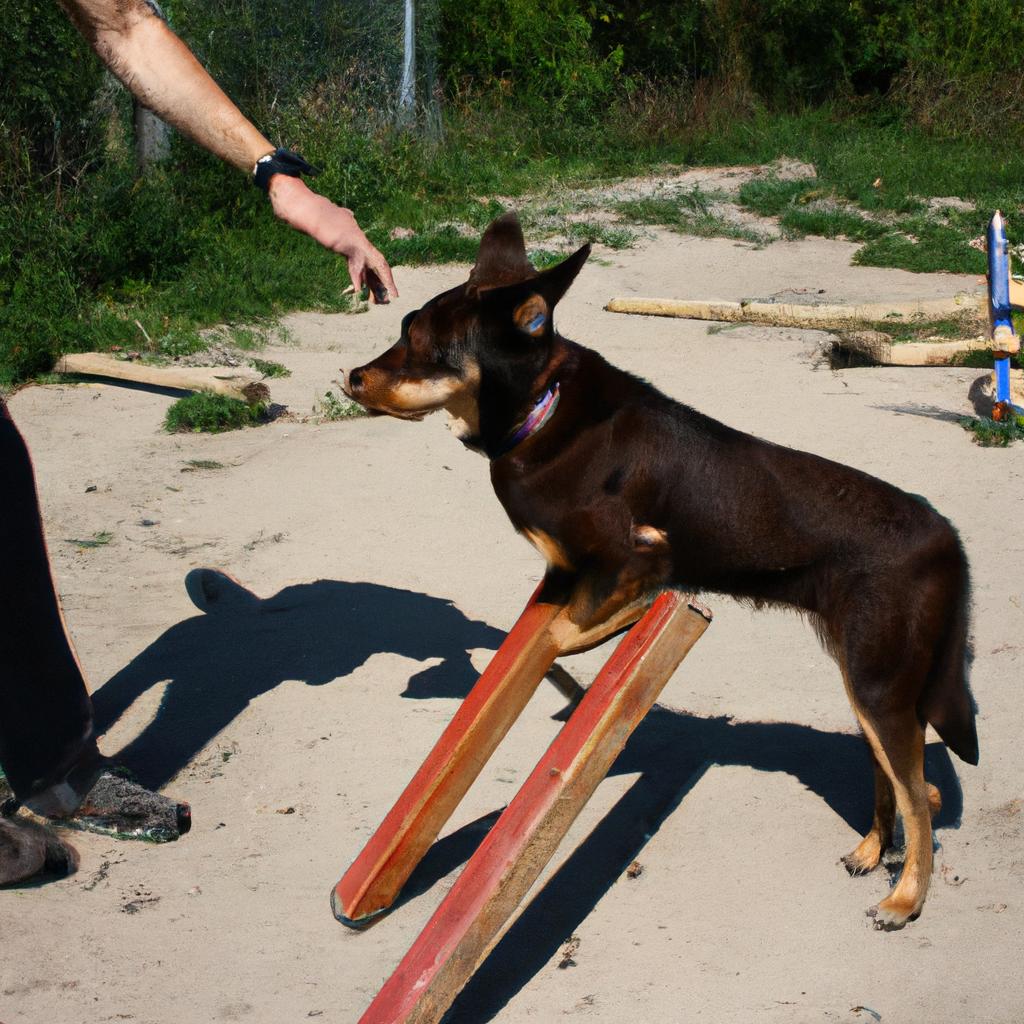 Person training dog with obstacles
