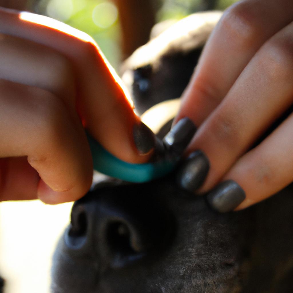 Person grooming a dog's nails